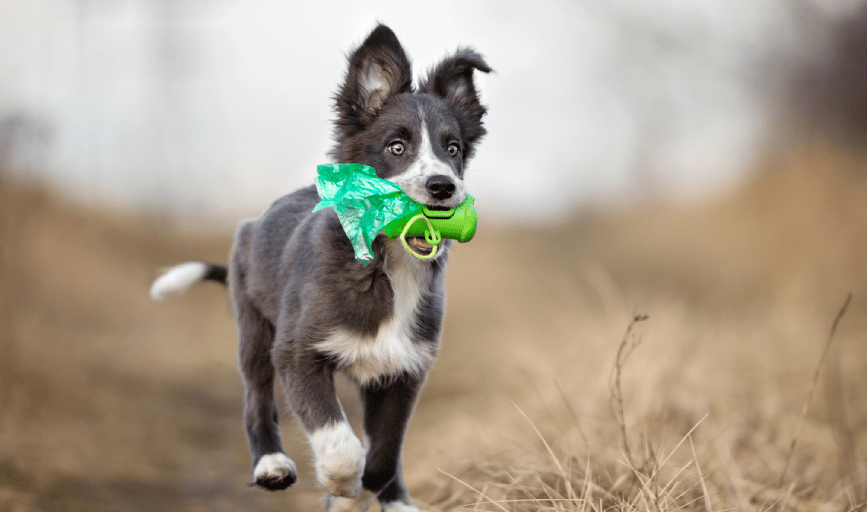 North Texas Poop Patrol